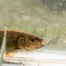 A small brassy colored fish with a light colored background.
