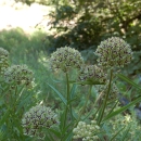 Antelopehorn milkweed in bloom