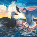 Snow geese on the water