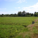 a low expanse of green plants with ditches, a berm, and culvert