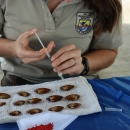 Tagging Freshwater mussels