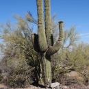Saguaro cactus surrounded by other desert vegetation.