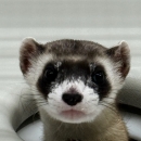 a close up of a black-footed ferret head poking through an artificial den entrance