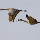 Two sandhill cranes in flight