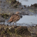 brown shorebird standing on exposed mudflat with wetland in background
