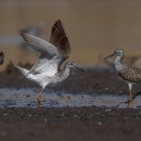 two white and brown motted shorebirds on a dark brown mud flat