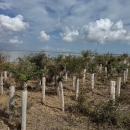 Rows of native seedling trees planted in 2023 with protective tubes