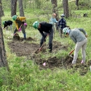 A trail crew building a new trail in the woods