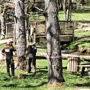 Two Men Cutting Down Old Trees and one hauling them off