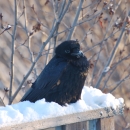 A raven sits on a snowy rail outdoors