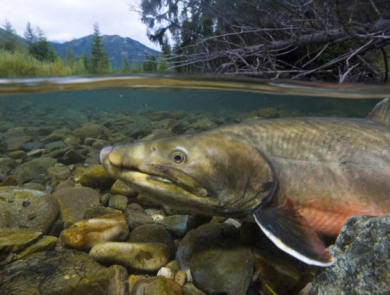 Bull trout underwater