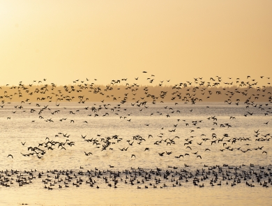 A large group of birds flies into an orange sunset with a hazy background of trees over water.