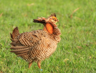 A male Attwater's Prairie Chicken walks across a grassy area