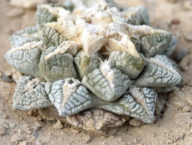 a small cactus that has green fleshy parts and white hair