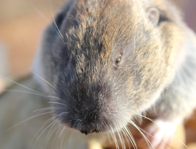 Mazama pocket gopher in a gloved hand