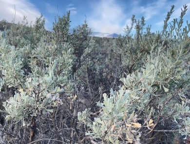 Sage underneath a blue sky