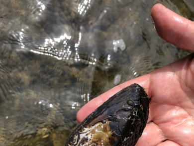 A black and brown mussel shell is being held in someone's hand. It is the length of their fingers.