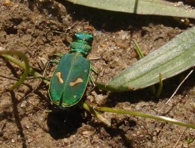 Bright green beetle on ground