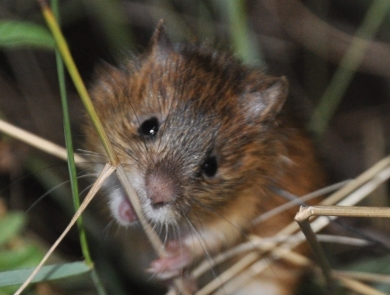 New Mexico meadow jumping mouse feeding on grass