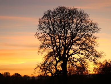 Oak tree silhouette as the sunsets and sky turns from purple to orange to yellow 