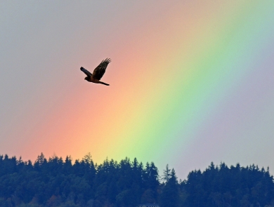 A hawk-like bird flies over trees, with a rainbow behind it. 