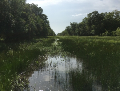 McNeill-Peach Creek Unit at San Bernard National Wildlife Refuge