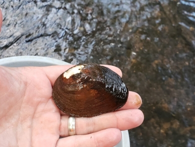 Canoe Creek clubshell mussel in the palm of a hand with a creek in the background.