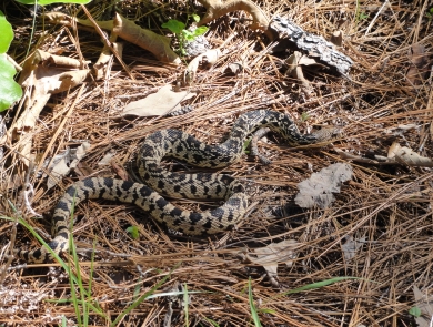 A threatened Louisiana pinesnake (Pituophis ruthveni) basks atop bed of pine needles. This snake occurs in West Louisiana and East Texas in longleaf pine savannah, a habitat that was mostly reduced by the 1930s. 