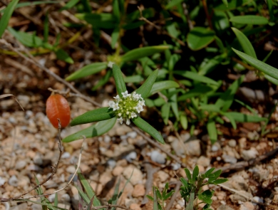 A small cluster flower made up of multiple smaller modified leaves that look like smaller flowerets, shown in the center with three elongated green leaves radiate away from the flower. Other vegetation rocks are visible in the background.