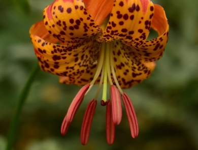 a bright orange lily with dark red speckles and anthers