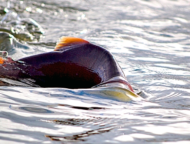 a fish breaking the surface of the water