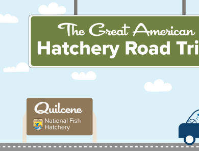 A graphic of a light blue sky with puffy clouds. A green highway sign hangs from the top and reads "The Great American Hatchery Road Trip." At the bottom, a fish drives a blue car along a road toward a brown sign with the USFWS logo and text that reads "Quilcene National Fish Hatchery."