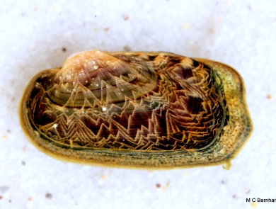 Rabbitsfoot Mussel