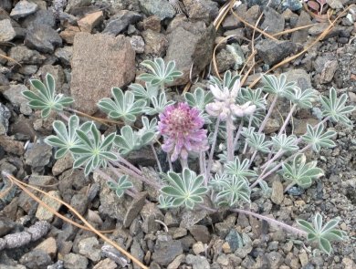 A pink flower in bloom with silvery green leaves sits in rocky soils.