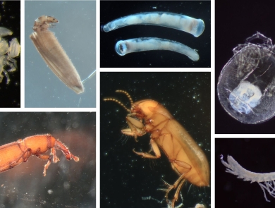 Texas groundwater invertebrates