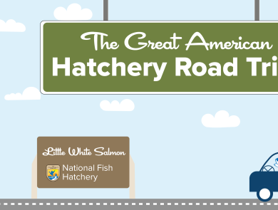 A graphic of a light blue sky with puffy clouds. A green highway sign hangs from the top and reads "The Great American Hatchery Road Trip." At the bottom, a fish drives a blue car along a road toward a brown sign with the USFWS logo and text that reads "Little White Salmon National Fish Hatchery."