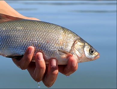 a person holds a silver freshwater fish called a clear lake hitch. The fish is about a 12 inches.