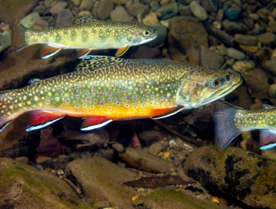 A swimming eastern brook trout, a colorful fish with red fins along a yellow belly, and yellow and red spots on its olive green body.