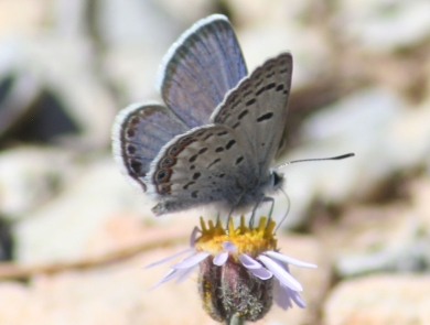 Blue-colored butterfly perched on a yellow flower
