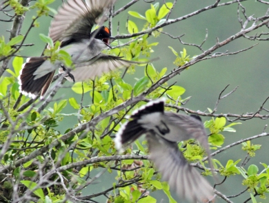 Eastern kingbirds in flight