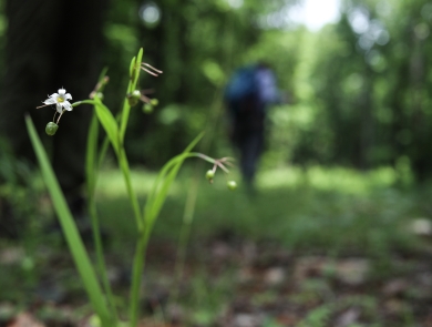 Plant with a small white flower in the foreground, person in the background