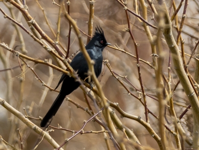 a black bird sitting on a branch surrounded by other brances