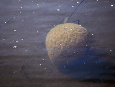 A round spongy-looking blob is seen in a pond