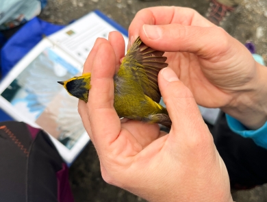 hands holding a small yellow bird with its wing out