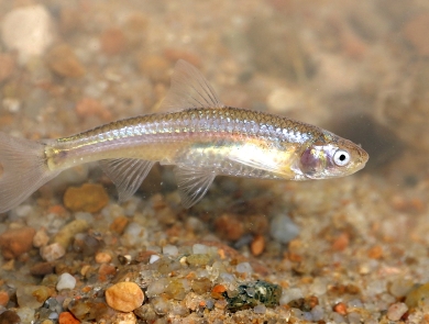 A small fish swims broadside over coarse, colorful sand.