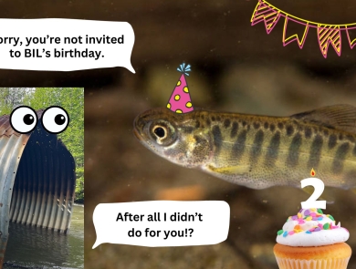 a fish with a birthday hat next to a cupcake. The text says "sorry, you're not invited to BIL's birthday". A culvert with eyes is saying "after all I didn't do for you?!"