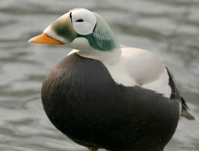 Spectacled eider