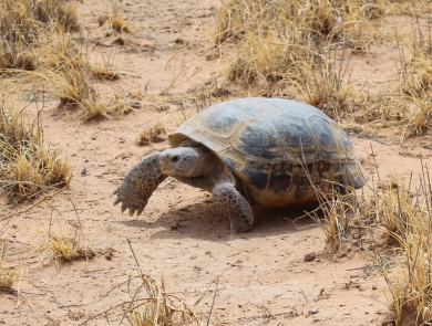 A bolson tortoise moving along a sandy surface next to some dry grass. 