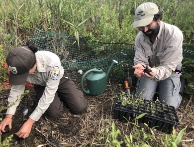 Two people kneel as they place small seedlings in the ground