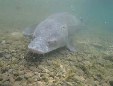 A large gray fish, with a flat head and rounded snout that has long barbels hanging from its nose, rests on a rocky lake bottom.